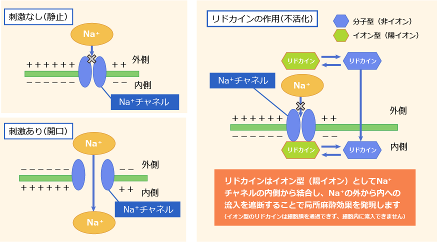 ペンレステープの作用機序