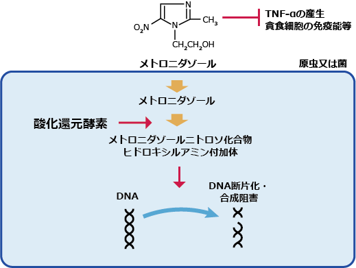 ロゼックスの作用機序