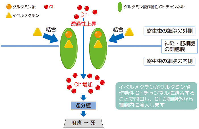 作用機序