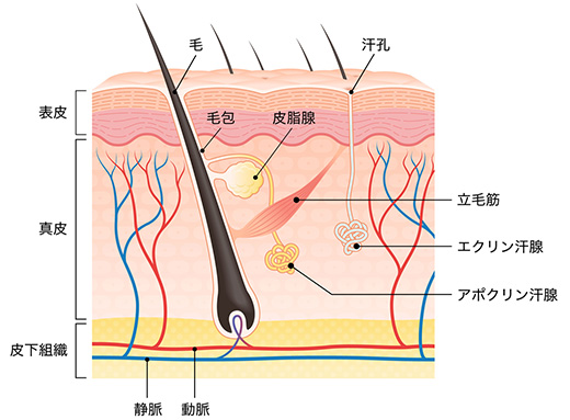 汗腺の模式図