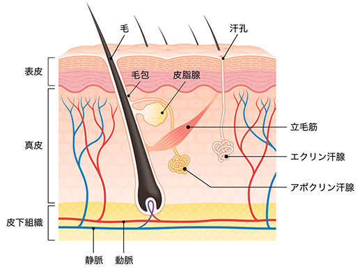 汗腺の模式図