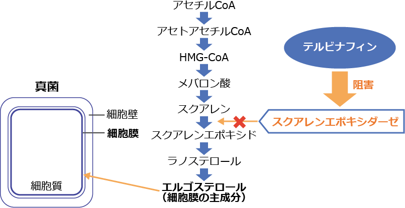 テルビナフィンの作用機序