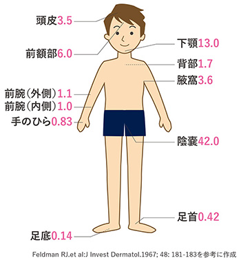 図2　ヒトにおけるヒドロコルチゾンの部位別経皮吸収比 （前腕内側での経皮吸収を1とした場合）