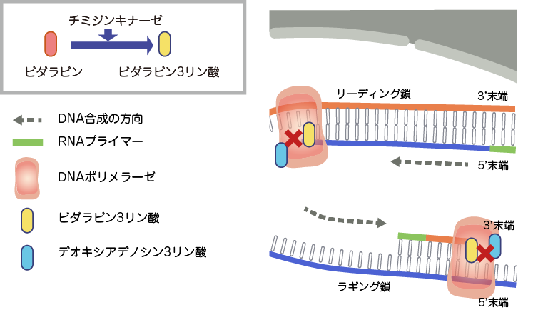 ビダラビンの作用機序