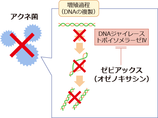 ゼビアックスの作用機序