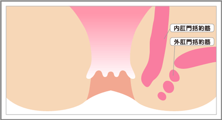 括約筋(内括約筋・外括約筋)