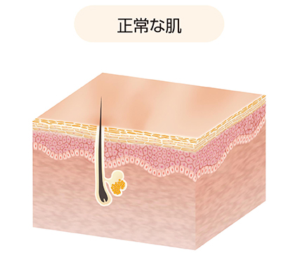 正常肌