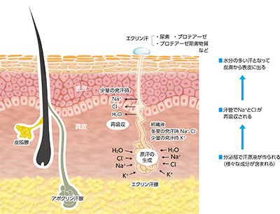 多汗症:汗の生成過程