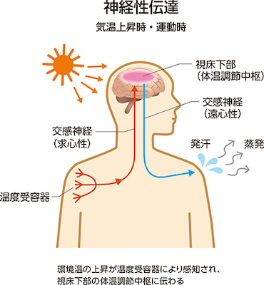 多汗症:発汗のメカニズム(温熱性発汗)