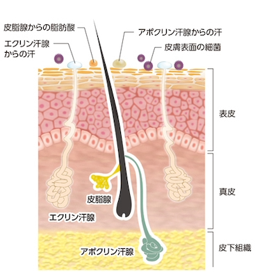 多汗症:汗腺の種類