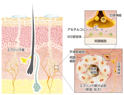 多汗症:汗腺と交感神経系