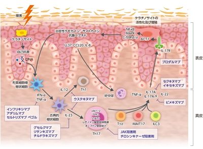 乾癬:治療薬(生物学的製剤)の作用点