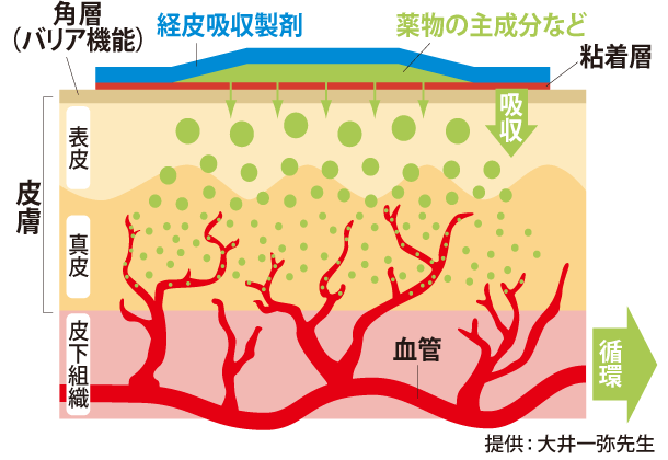 図1：皮膚構造と経皮吸収経路