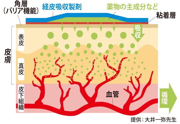 図1:皮膚構造と経皮吸収経路