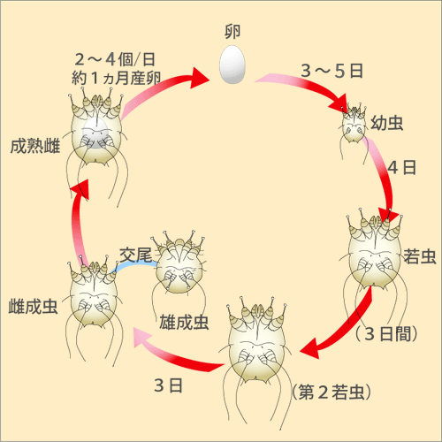 ライフサイクル